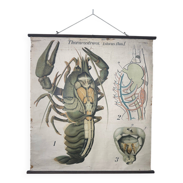 Affiche scolaire vintage XL en lin – le homard