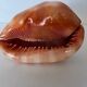 Ciprea blackcurrant rufa seashell