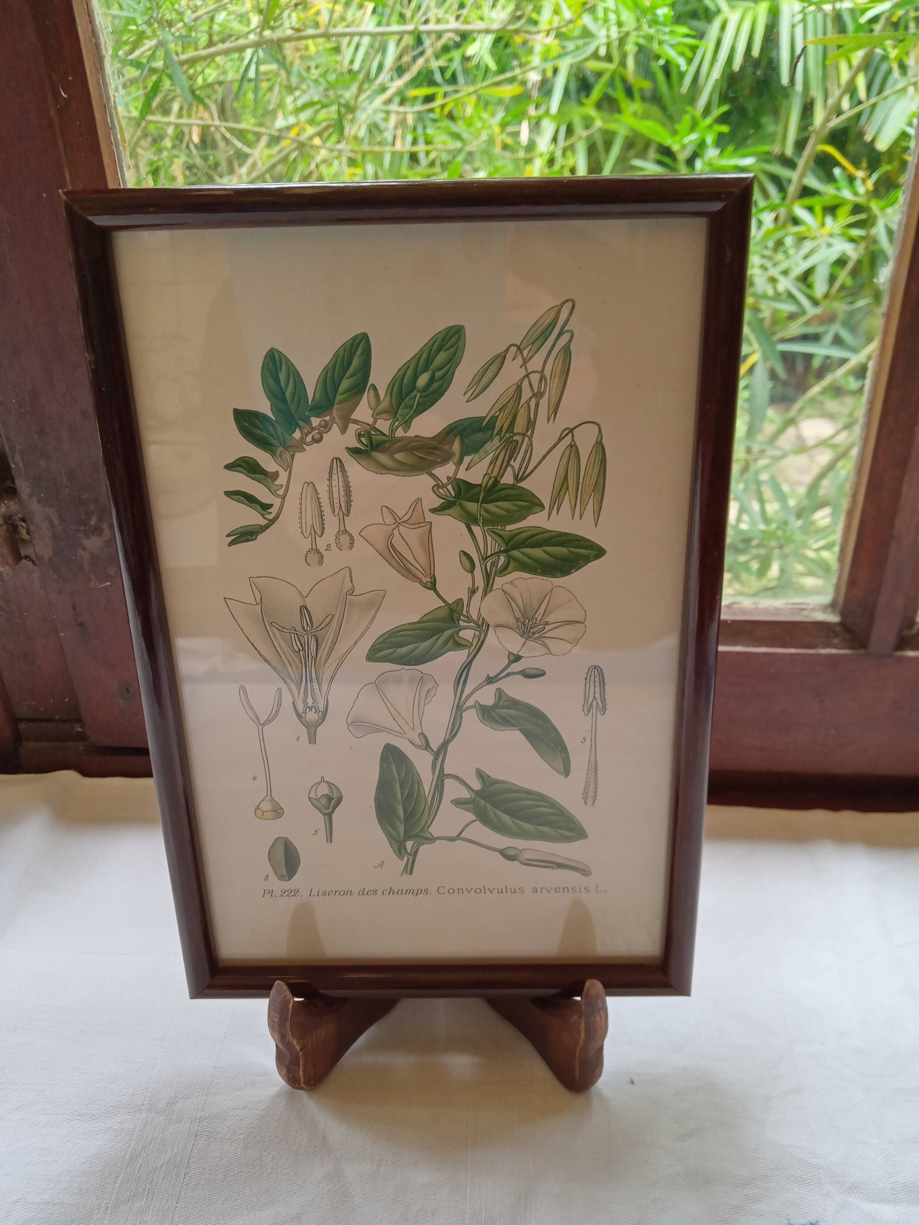 Botanical board