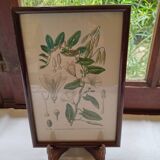 Botanical board