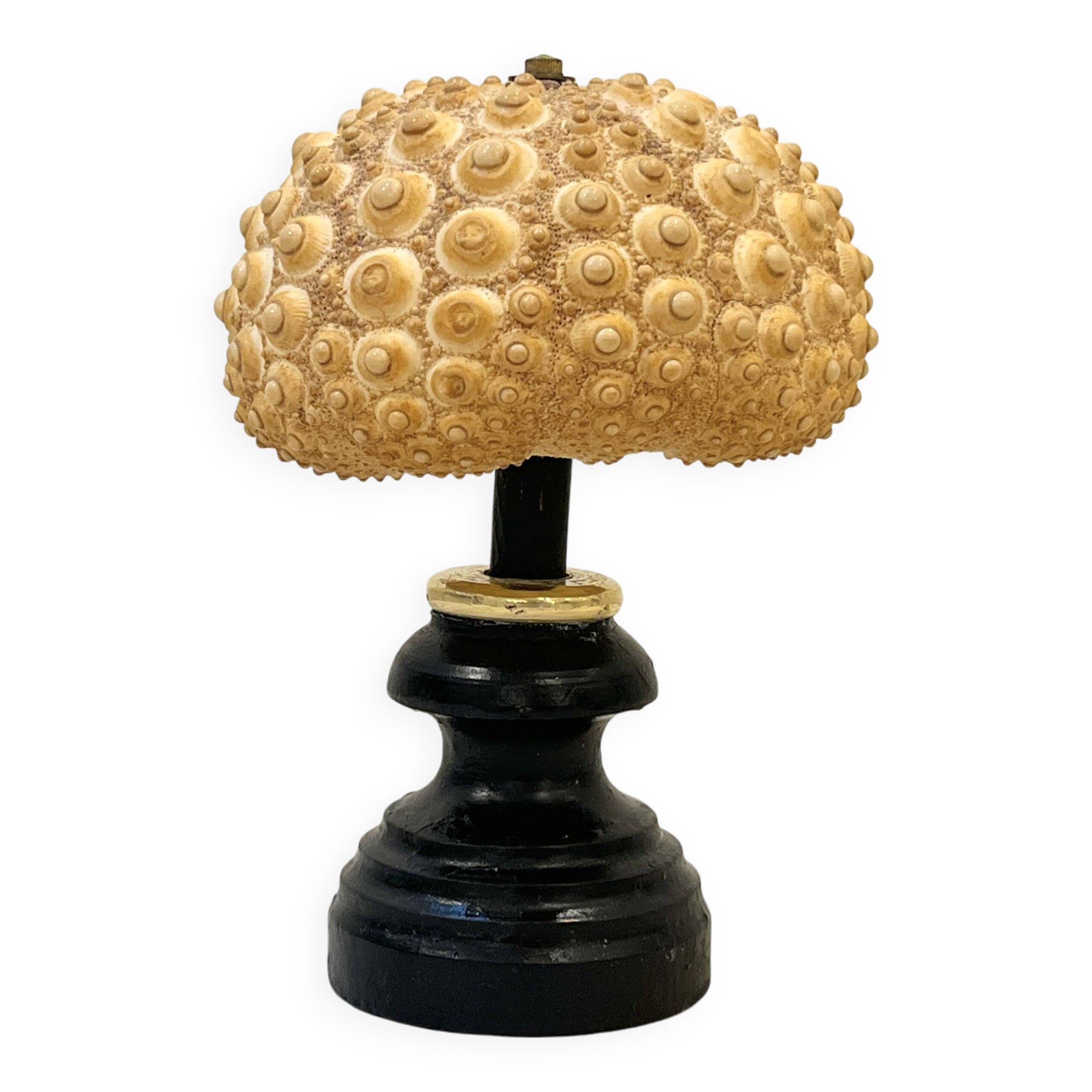 Gros test d'oursin naturel vintage  sur socle en bois cabinet de curiosités Corail ancien