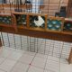 Meuble cosy, année 1950/60