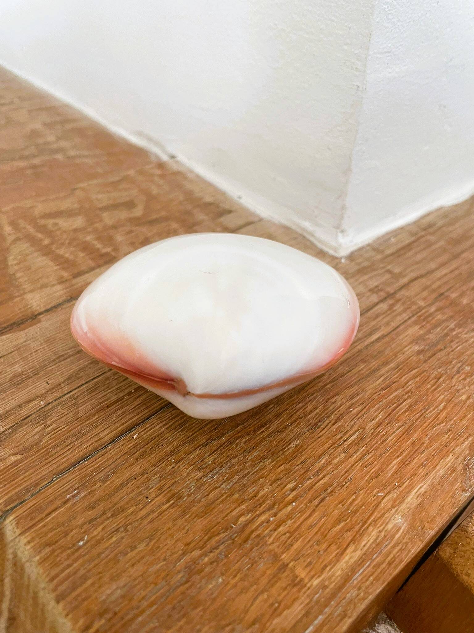 Small seashell: Codakia tigerina