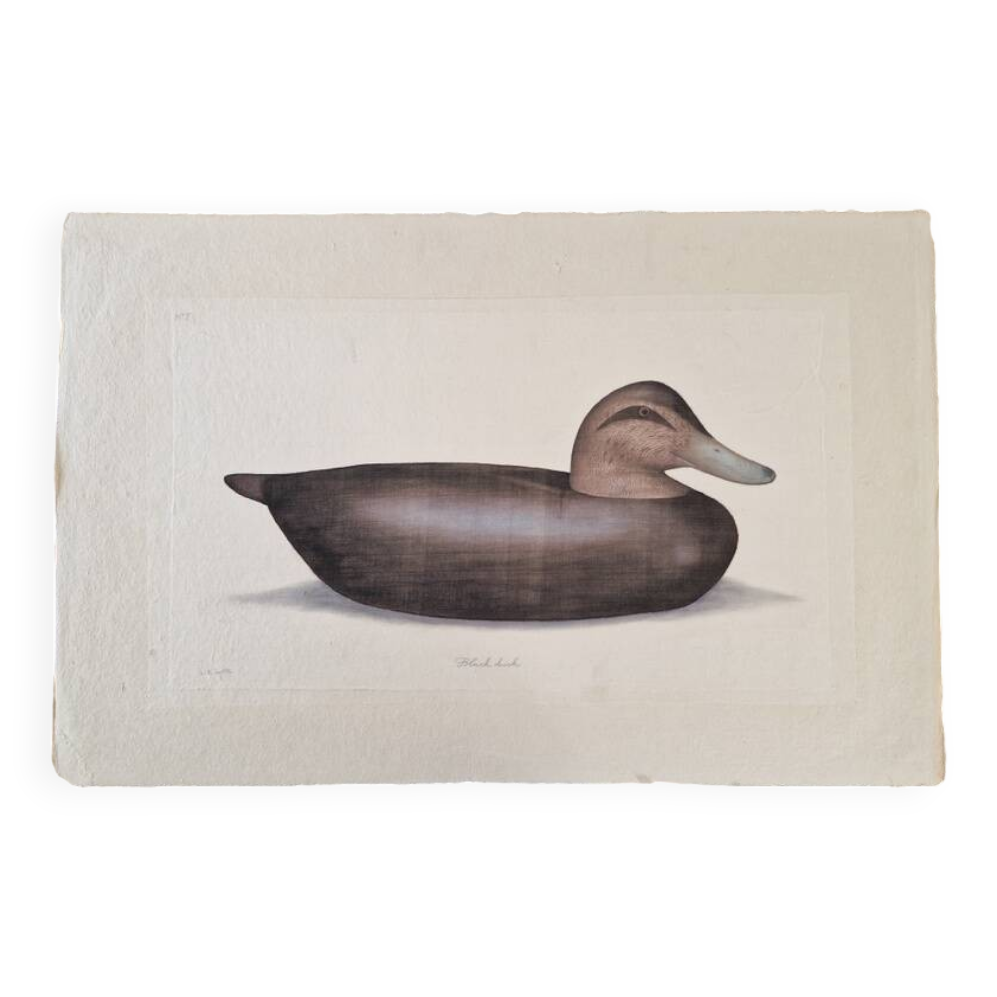La Roche Laffitte (Born in 1943) - Watercolour drawing on fabric - Duck