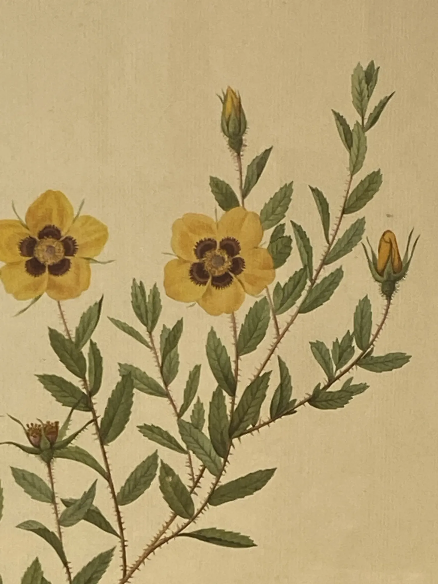 Botanical print, Rose, J-P Redouté