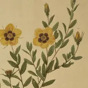 Botanical print, Rose, J-P Redouté