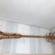 Bamboo parrot coat rack 50s-60s