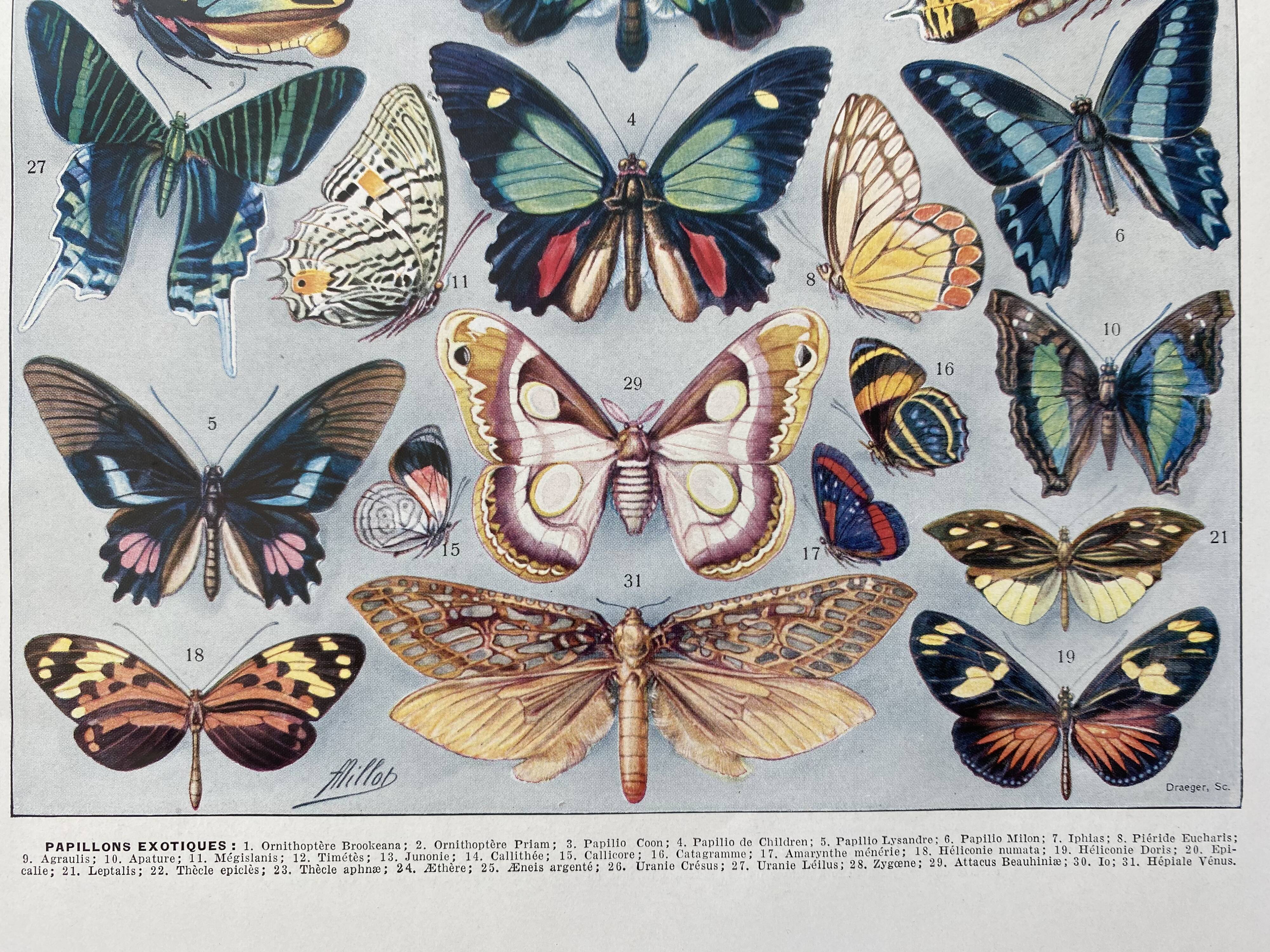 Illustration millot "papillons"
