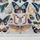 Illustration millot "papillons"