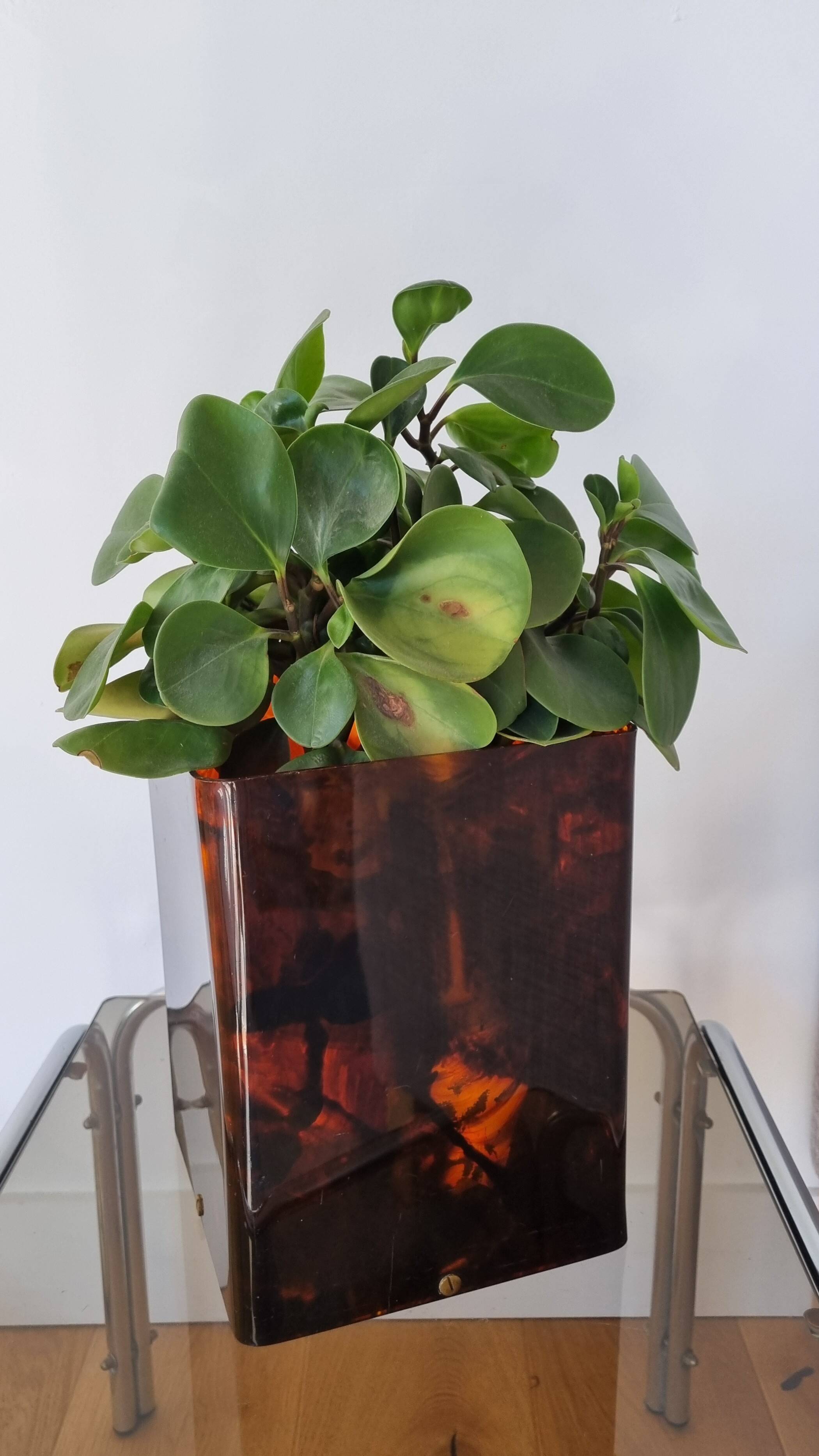 tortoiseshell plant pot