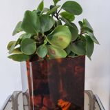 tortoiseshell plant pot