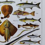 Fish poster, based on a 1922 lithograph