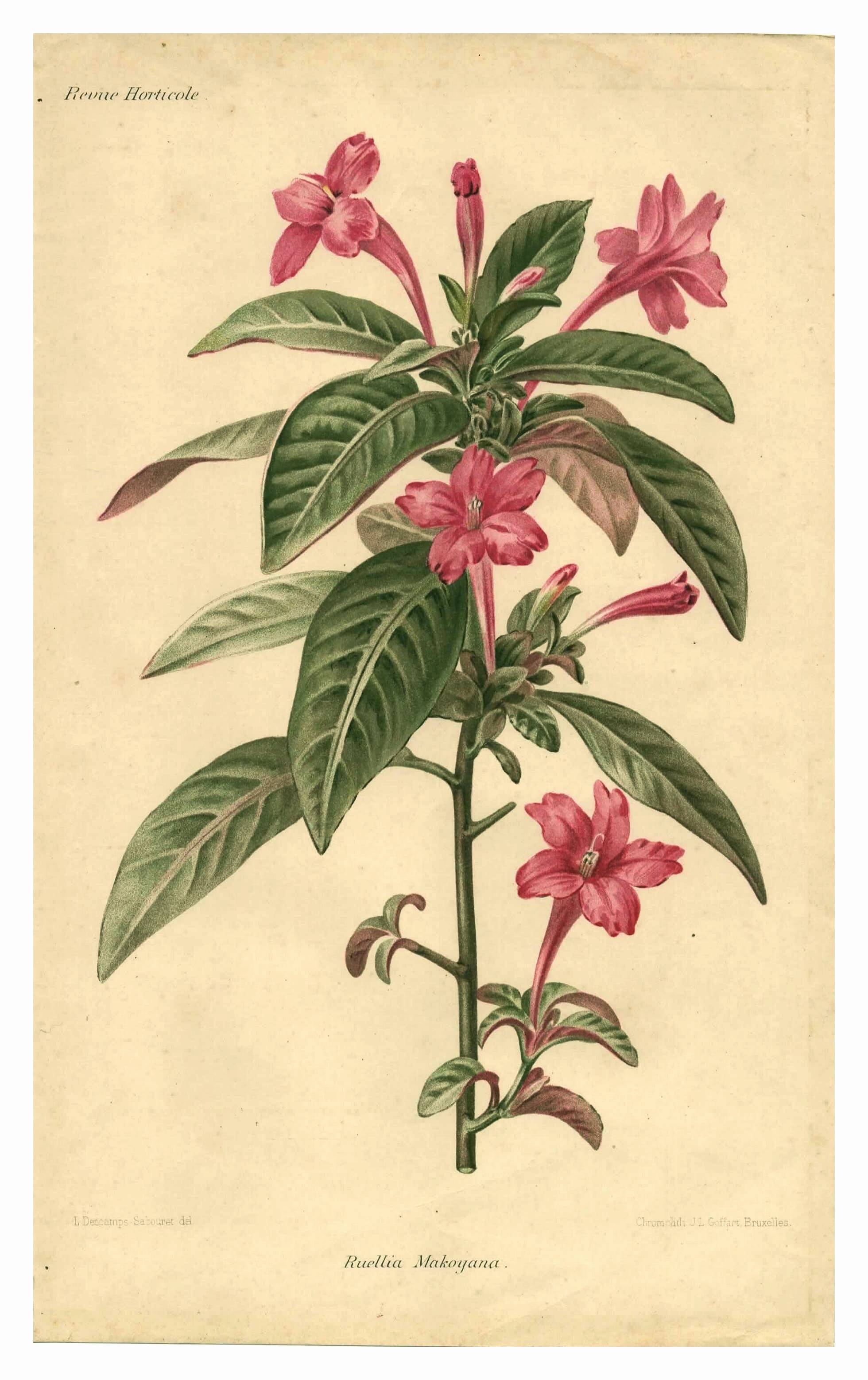 Antique botanical engraving from 1896. Descamps-Sabouret. Ruellia. Flower