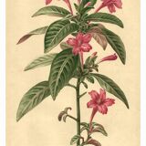 Antique botanical engraving from 1896. Descamps-Sabouret. Ruellia. Flower