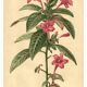 Antique botanical engraving from 1896. Descamps-Sabouret. Ruellia. Flower