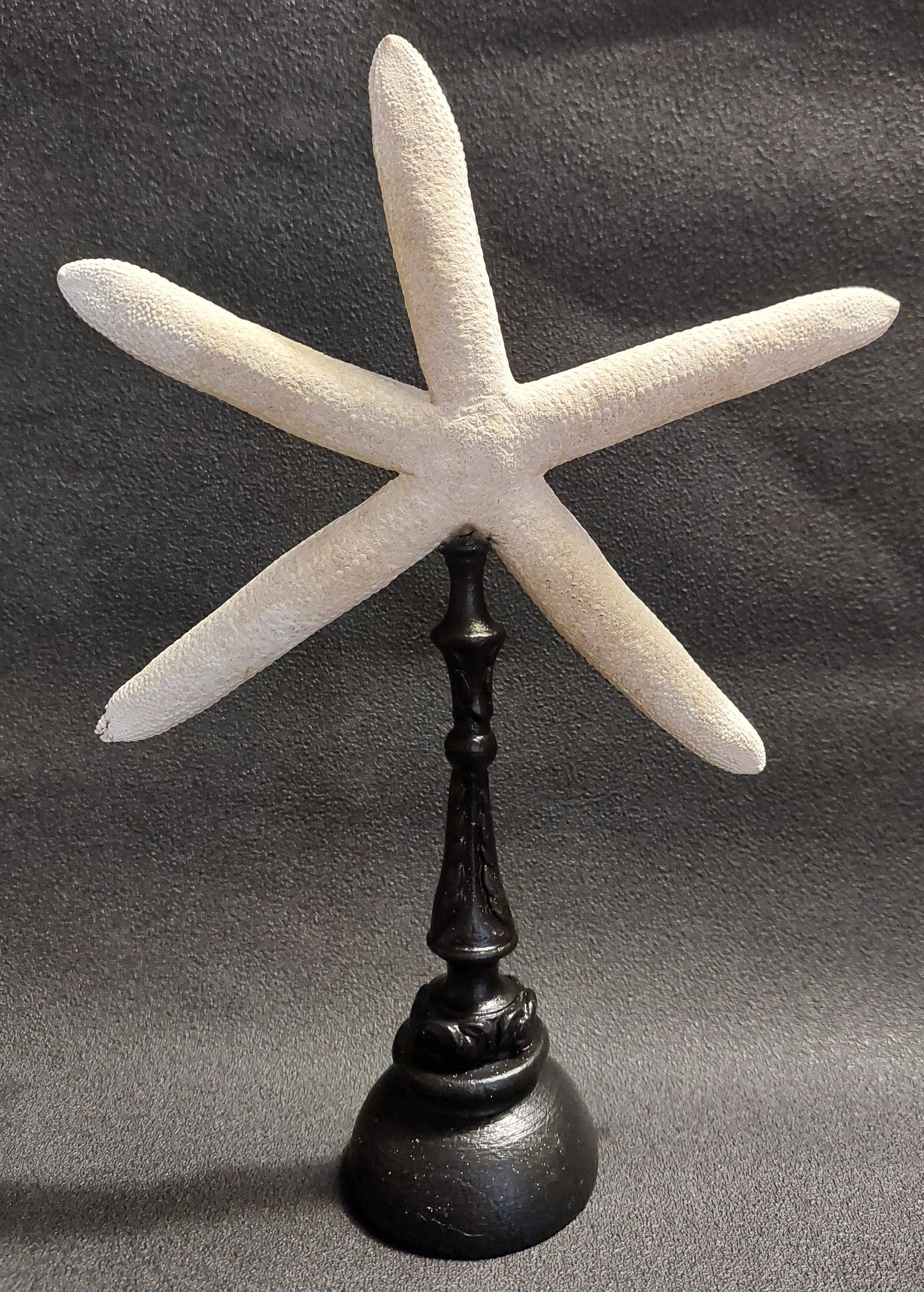 Cabinet of Curiosities white starfish Linckia laevigata on a base