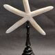 Cabinet of Curiosities white starfish Linckia laevigata on a base