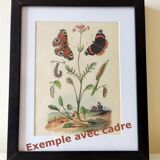 Lot of 3 old engravings from 1839 - Crickets and birds of prey - Colored plates