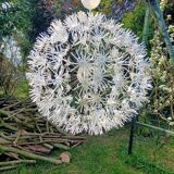 Dandelion pendant light