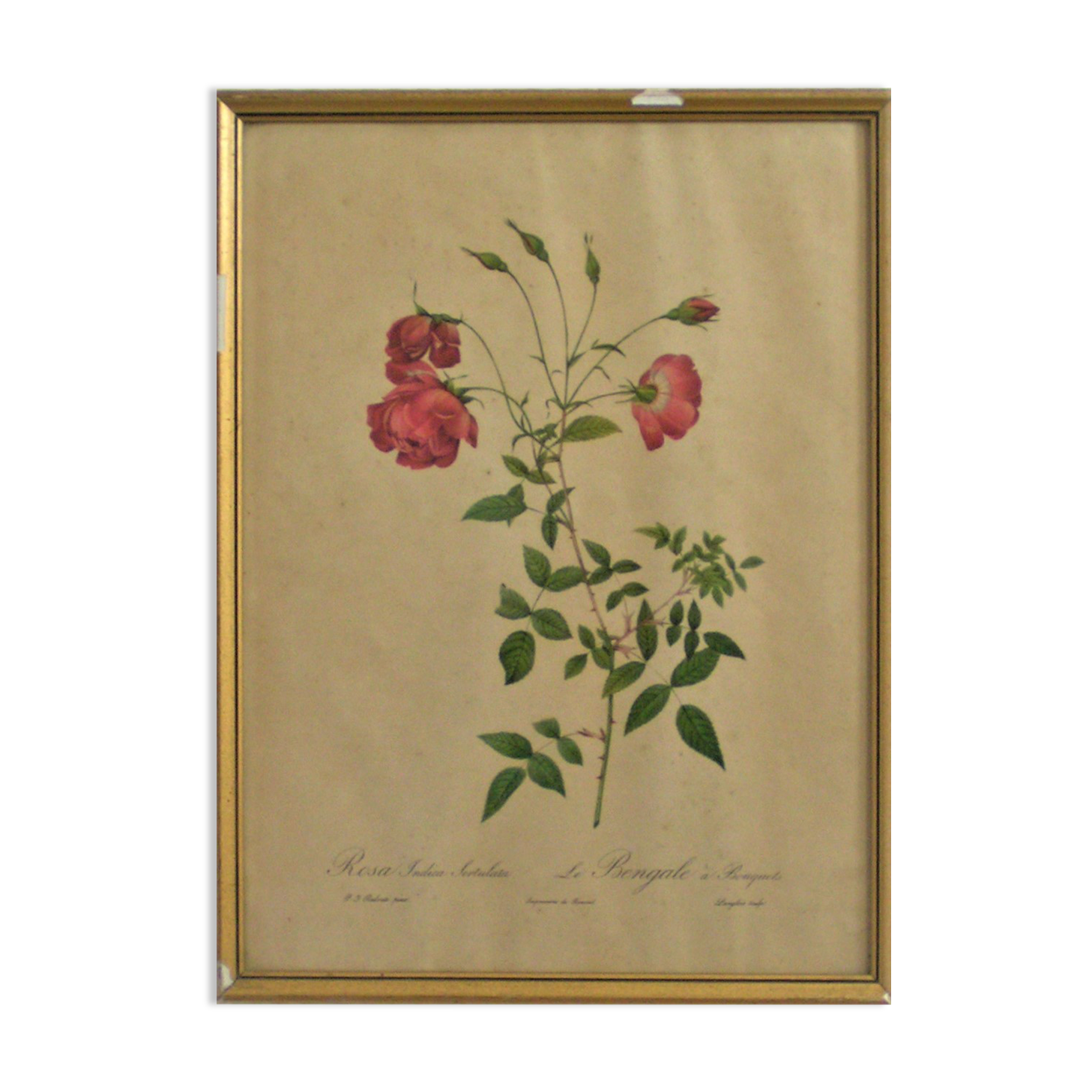 Flower illustrations by " Joseph Redouté "