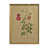 Illustrations fleurs par " Joseph Redouté"