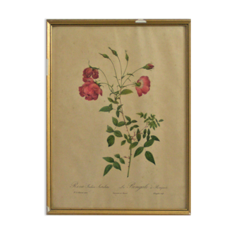 Flower illustrations by " Joseph Redouté "