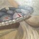 Nature morte aux figues