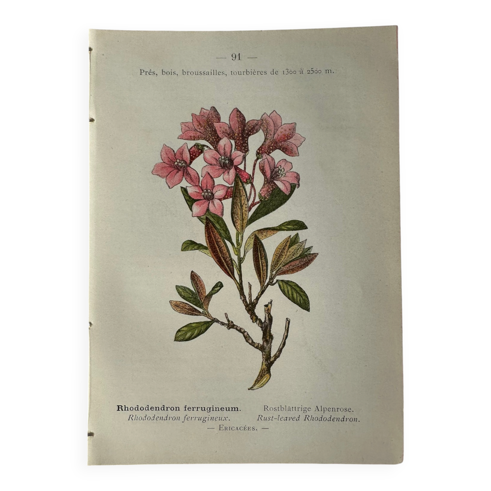 Naturalist Plate – 19th Century Botanical Engraving, Double-Sided