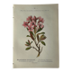 Naturalist Plate – 19th Century Botanical Engraving, Double-Sided