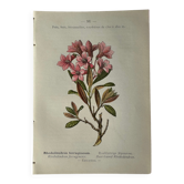 Planche Naturaliste – Gravure botanique ancienne 19eme  recto verso