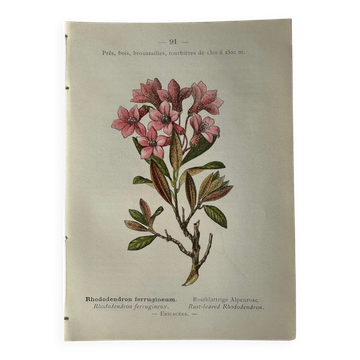 Naturalist Plate – 19th Century Botanical Engraving, Double-Sided
