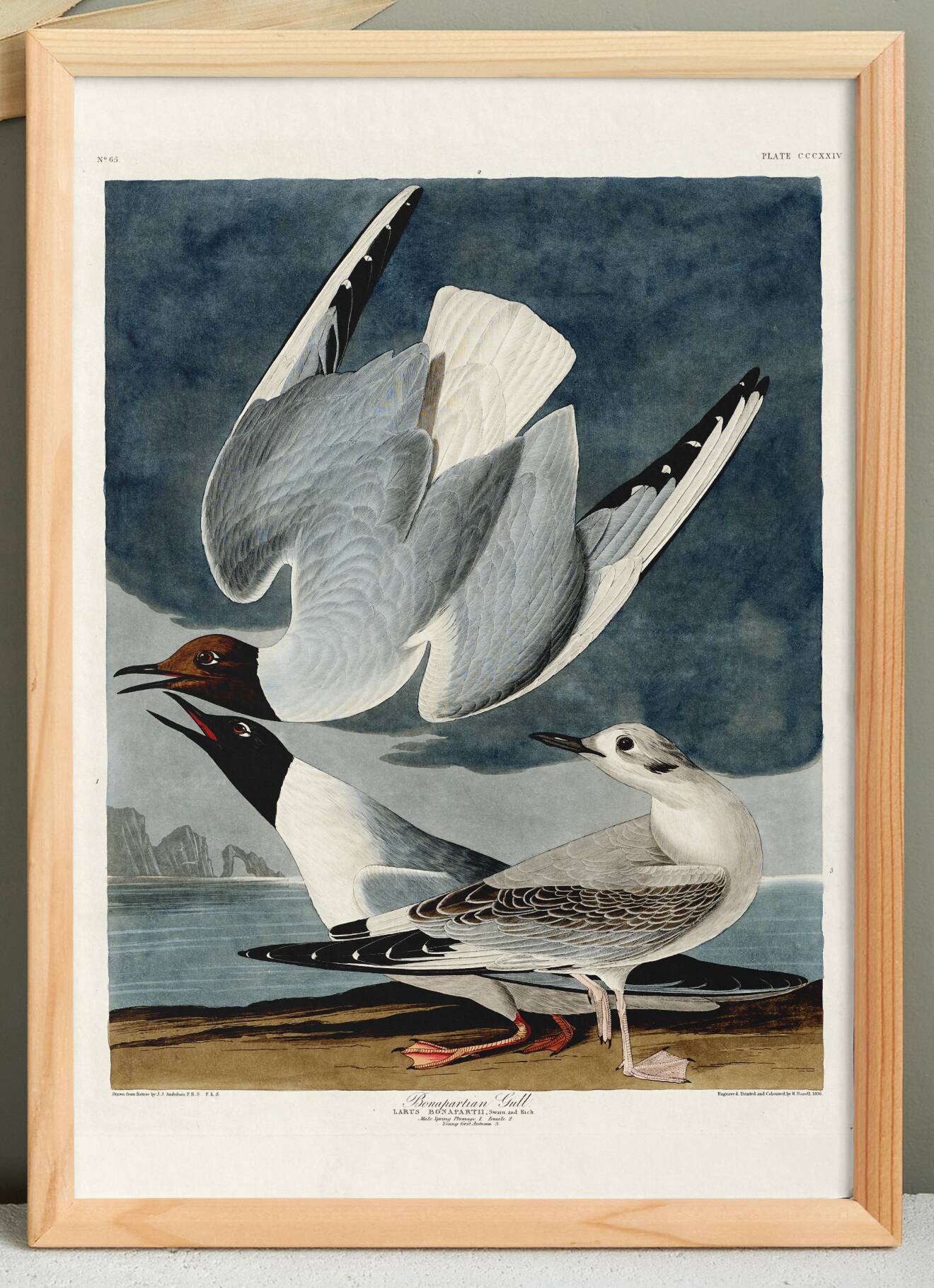 Poster about the Laughing Gull, after an old engraving from 1827.