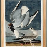 Poster about the Laughing Gull, after an old engraving from 1827.
