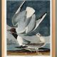 Poster about the Laughing Gull, after an old engraving from 1827.