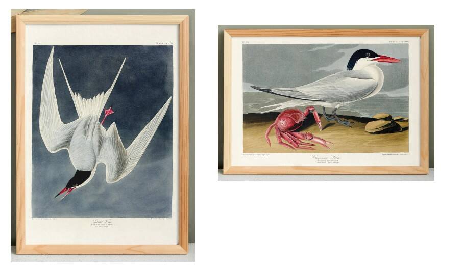 Set of 6 posters on terns