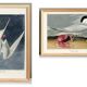Set of 6 posters on terns
