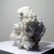 Collection minérale ancien spécimen d'aragonite blanche du Mexique +3,2kg