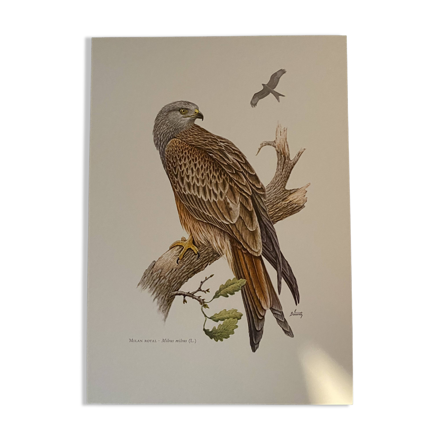 Planche ornithologique ancienne – Milan royal