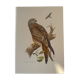 Planche ornithologique ancienne – Milan royal