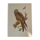 Old ornithological plate – Royal Milan