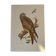 Planche ornithologique ancienne – Milan royal