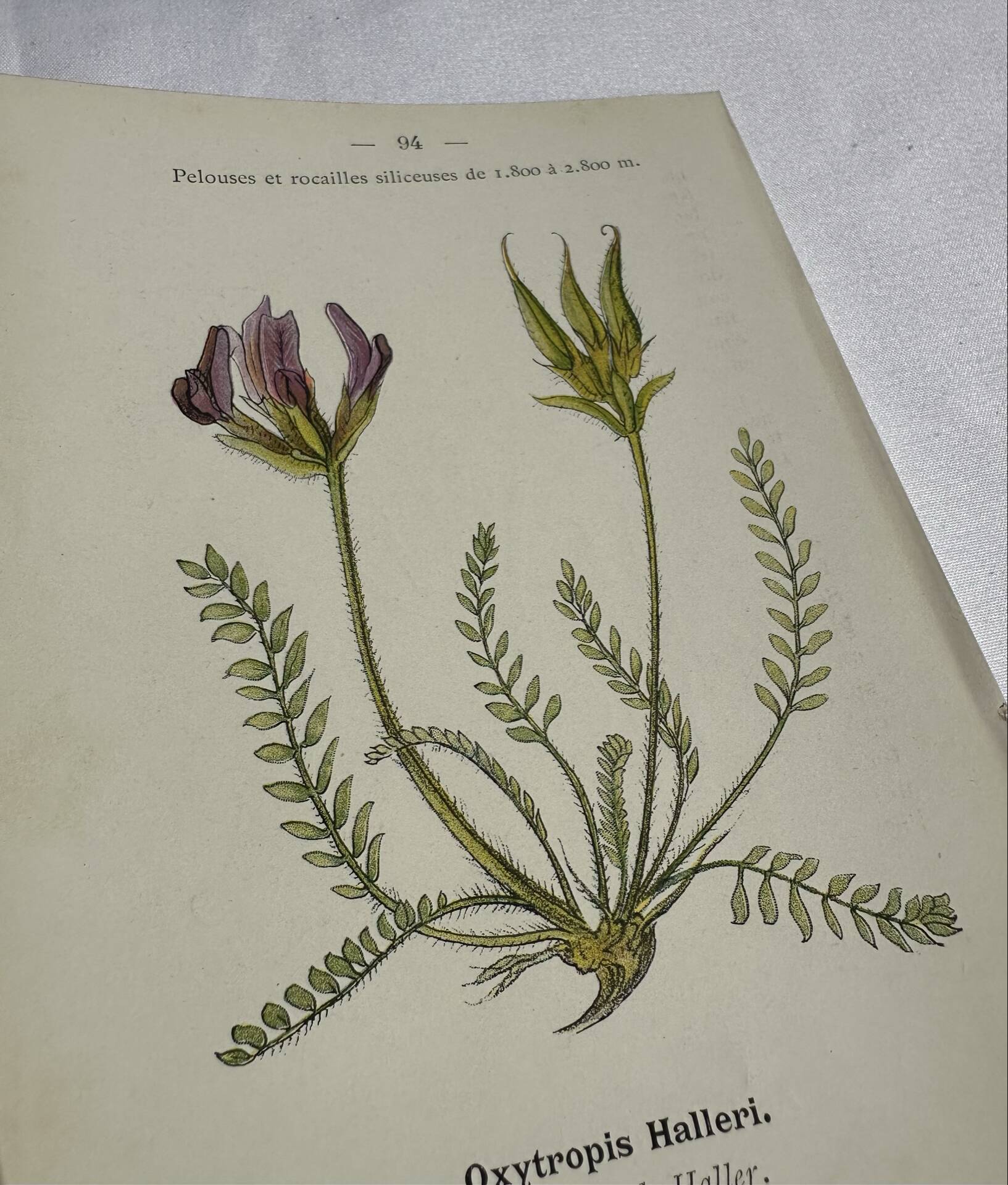 Gravure Botanique Ancienne XIXe – Lithographies Naturalistes  Fleurs &