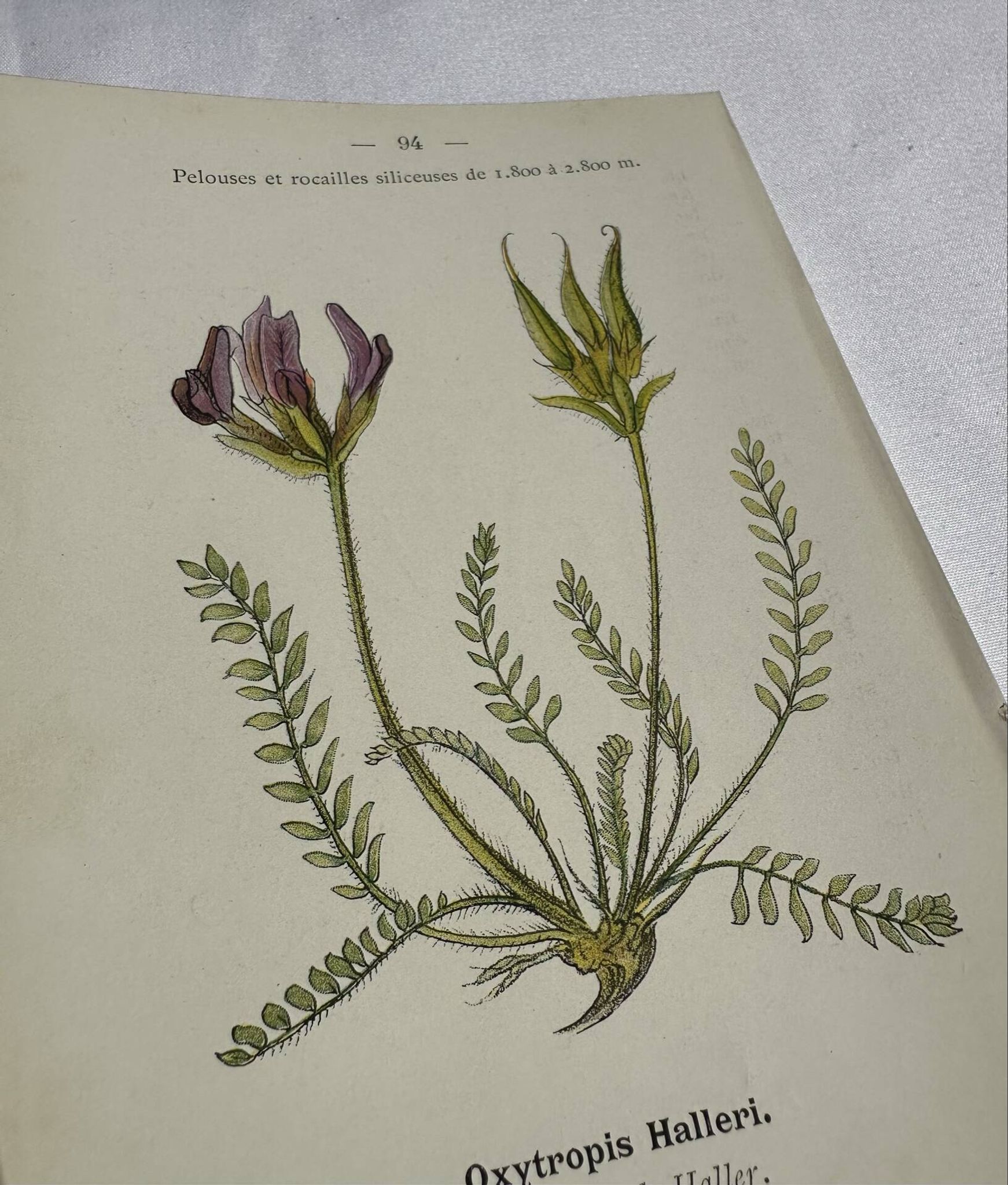 Gravure Botanique Ancienne XIXe – Lithographies Naturalistes  Fleurs &