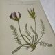 Gravure Botanique Ancienne XIXe – Lithographies Naturalistes  Fleurs &