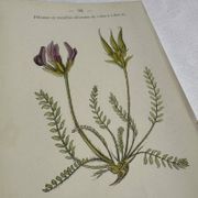 Gravure Botanique Ancienne XIXe – Lithographies Naturalistes  Fleurs &