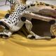Large Italian ceramic leopard 1970’s