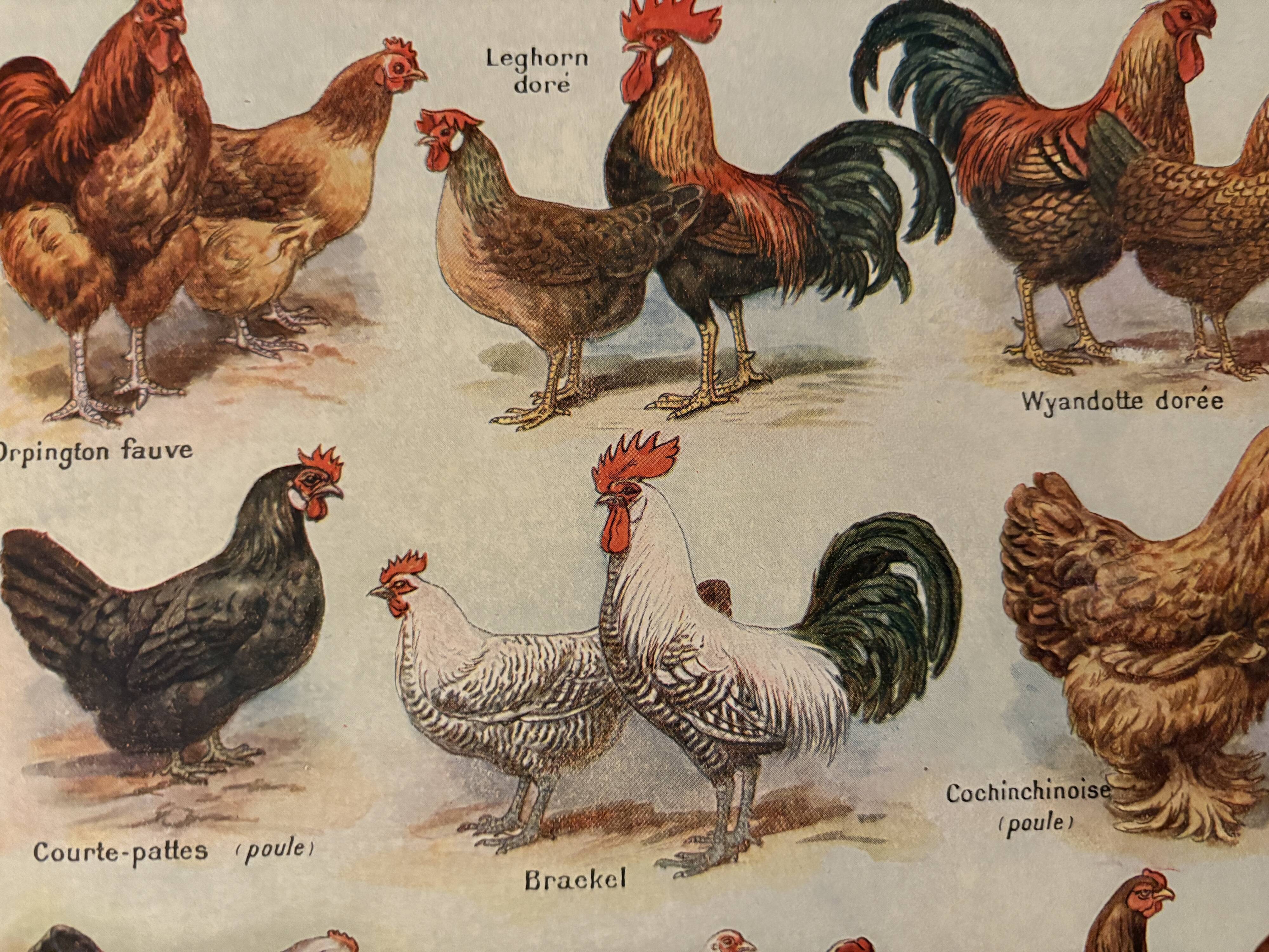 Illustrated plate on chickens (XXXV) - 1920