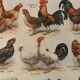 Illustrated plate on chickens (XXXV) - 1920