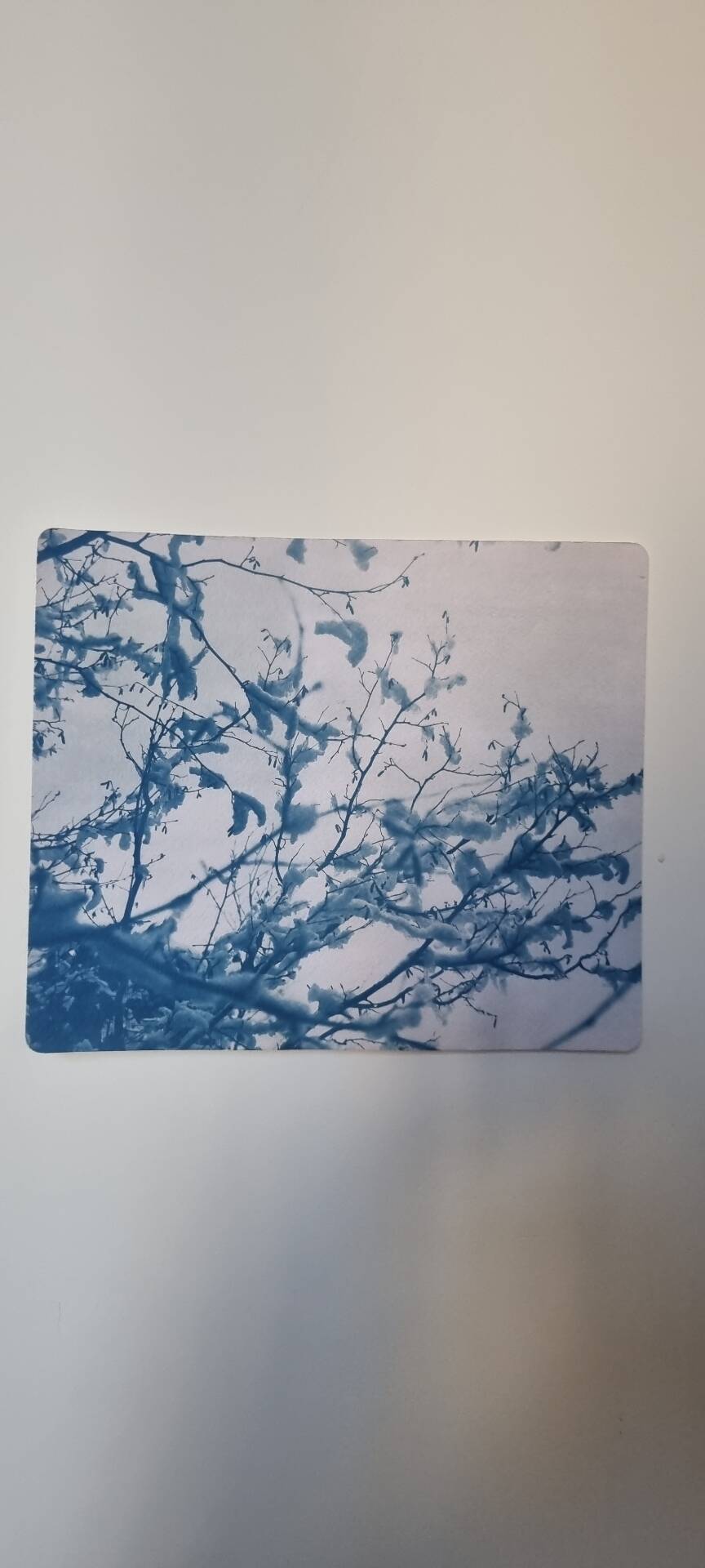 Cyanotype photographique