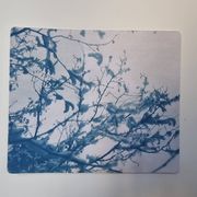 Cyanotype photographique